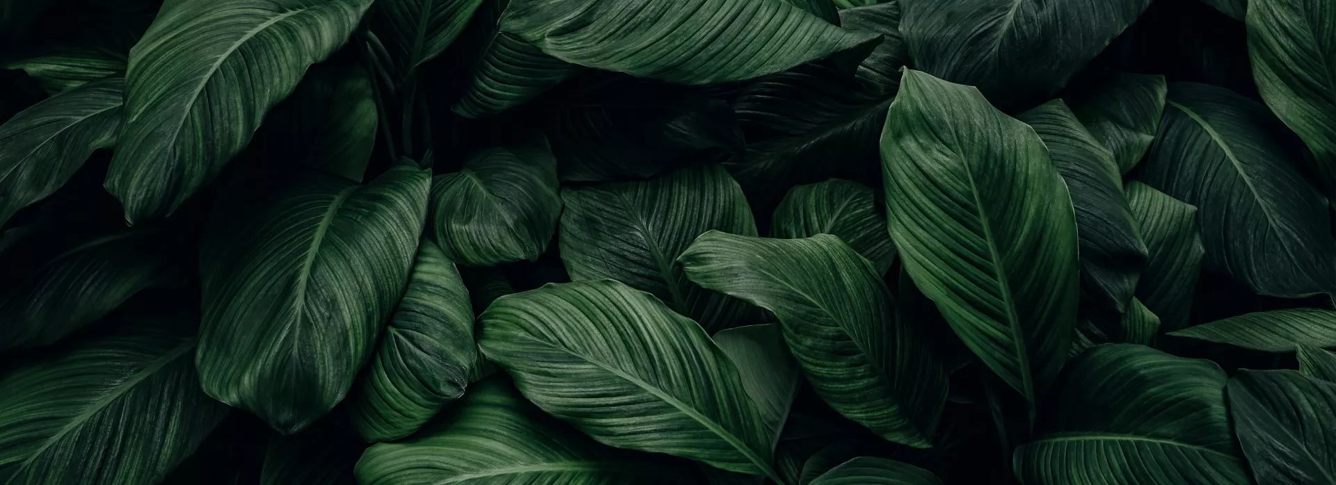 Big Plant Leaves Background