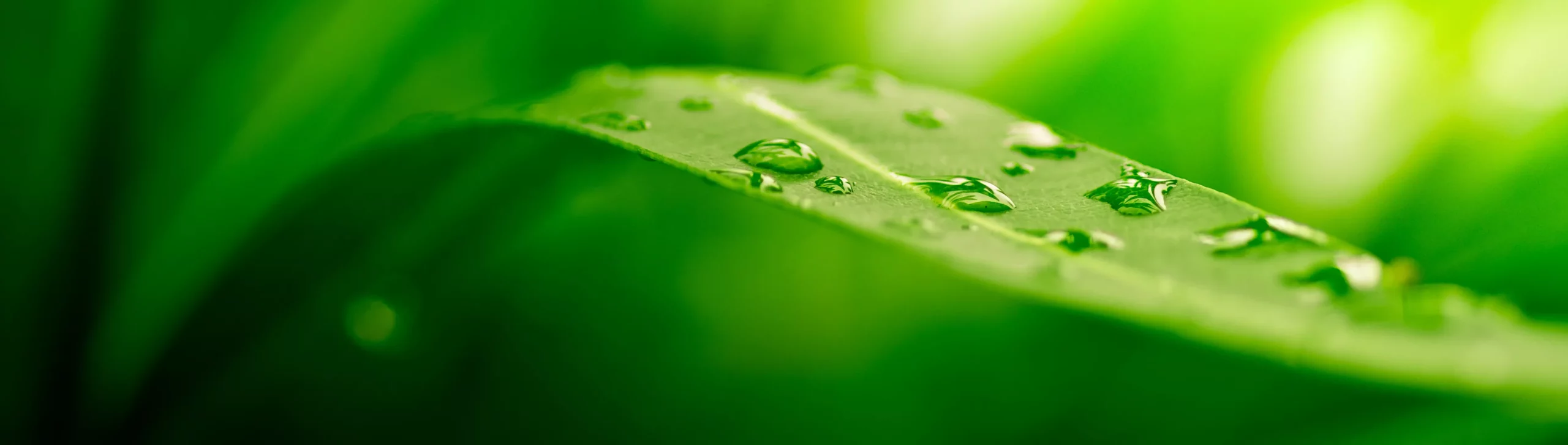 Leaves with Mist Background