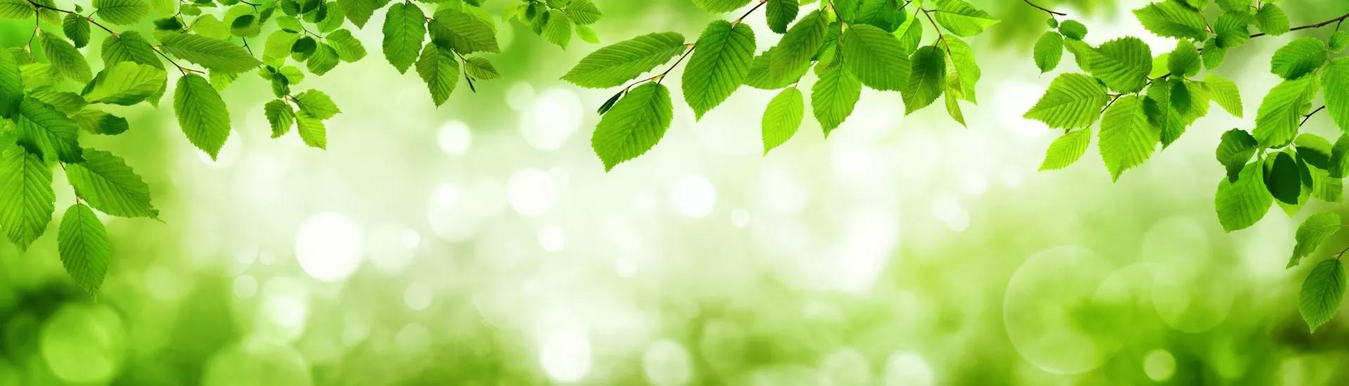 Soothing Green Leaves Background